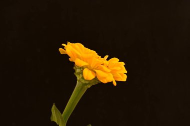 Siyah arkaplanda turuncu takvim 