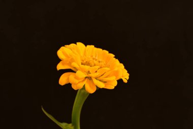 Siyah arkaplanda turuncu takvim 