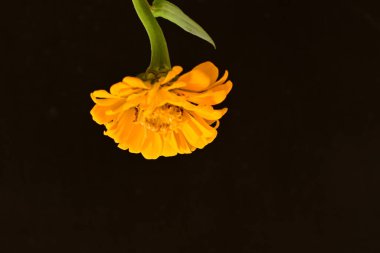 Siyah arkaplanda turuncu takvim 