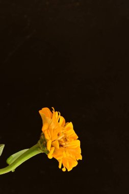 Siyah arkaplanda turuncu takvim 