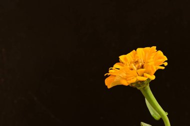 Siyah arkaplanda turuncu takvim 