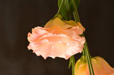 Koyu arkaplanda güzel çiçekler, yaz konsepti, yakın manzara