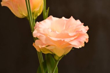 Koyu arkaplanda güzel sarı laleler