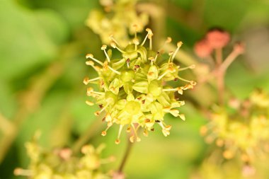 Bahçedeki güzel çiçekleri kapat.