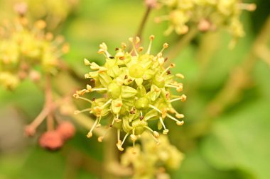 Bahçedeki güzel çiçekleri kapat.