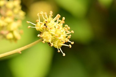Bahçedeki güzel çiçekleri kapat.