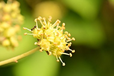 Bahçedeki güzel çiçekleri kapat.