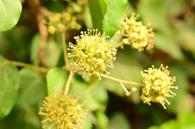 Bahçedeki güzel çiçekleri kapat.