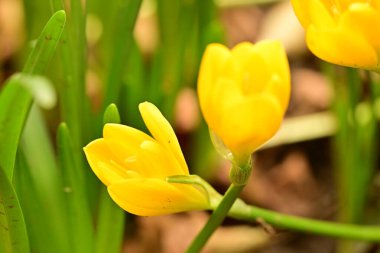 Bahçedeki güzel çiçekleri kapat.