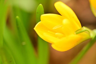 Bahçedeki güzel çiçekleri kapat.