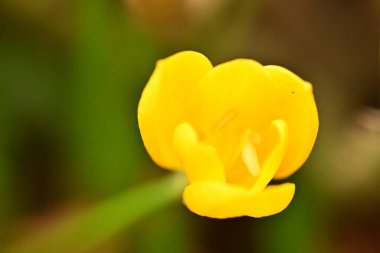 Bahçedeki güzel çiçekleri kapat.