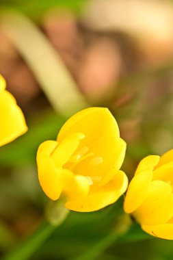 Bahçedeki güzel çiçekleri kapat.