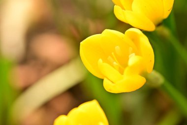 Bahçedeki güzel çiçekleri kapat.