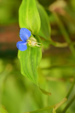 Bahçedeki güzel çiçekleri kapat.