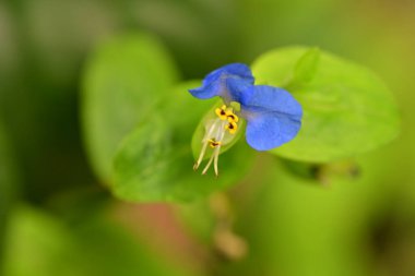 Bahçedeki güzel çiçekleri kapat.