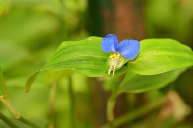Bahçedeki güzel çiçekleri kapat.
