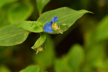 Bahçedeki güzel çiçekleri kapat.