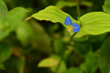 Bahçedeki güzel çiçekleri kapat.
