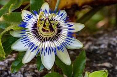 Bahçedeki güzel çiçekleri kapat.