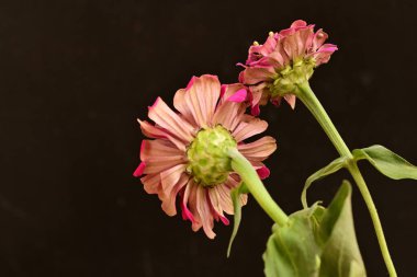 Güzel kırmızı yıldız çiçeği siyah arkaplanda 