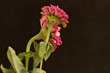 Güzel kırmızı yıldız çiçeği siyah arkaplanda 