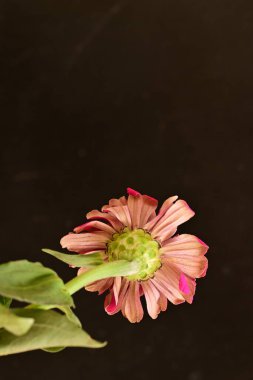 Güzel kırmızı yıldız çiçeği siyah arkaplanda 