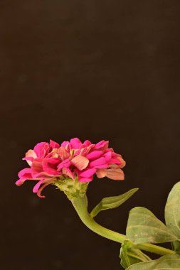 Güzel kırmızı yıldız çiçeği siyah arkaplanda 