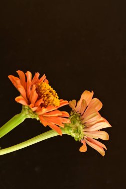 koyu arkaplanda turuncu kadife çiçekleri 