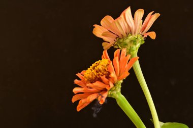 koyu arkaplanda turuncu kadife çiçekleri 