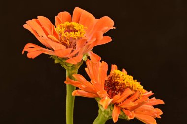 koyu arkaplanda turuncu kadife çiçekleri 