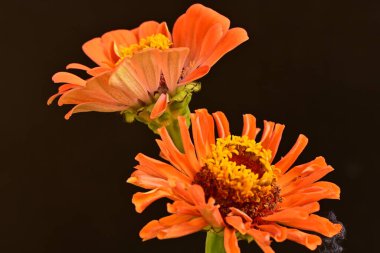 koyu arkaplanda turuncu kadife çiçekleri 