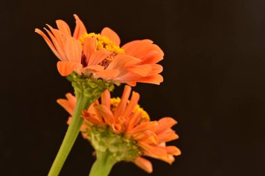 koyu arkaplanda turuncu kadife çiçekleri 