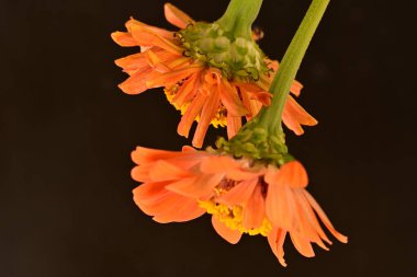 koyu arkaplanda turuncu kadife çiçekleri 