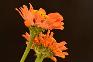 koyu arkaplanda turuncu kadife çiçekleri 