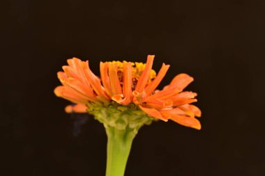 koyu arkaplanda turuncu kadife çiçekleri 