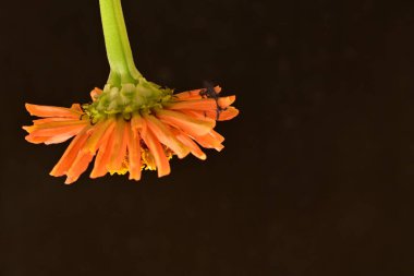 koyu arkaplanda turuncu kadife çiçekleri 