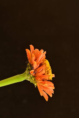 koyu arkaplanda turuncu kadife çiçekleri 