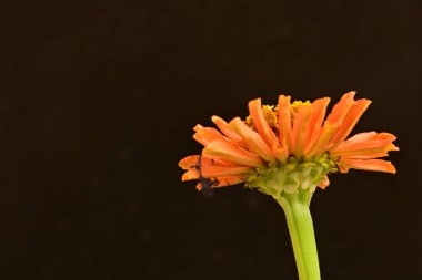 koyu arkaplanda turuncu kadife çiçekleri 