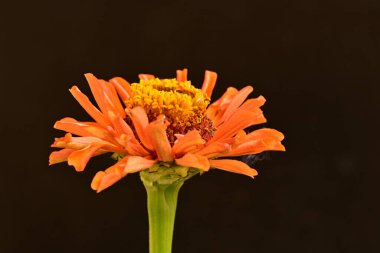 koyu arkaplanda turuncu kadife çiçekleri 