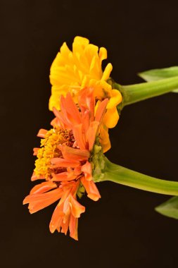 koyu arkaplanda turuncu kadife çiçekleri 