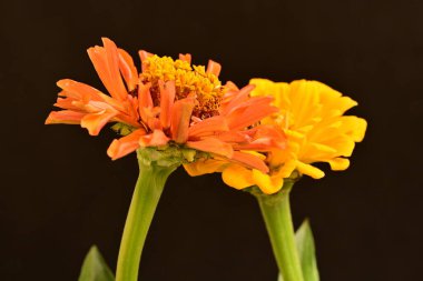 koyu arkaplanda turuncu kadife çiçekleri 