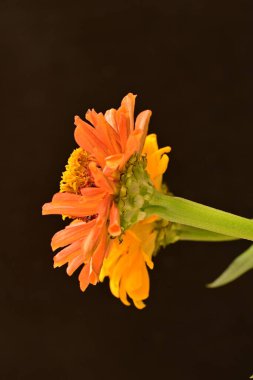 koyu arkaplanda turuncu kadife çiçekleri 