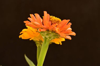 koyu arkaplanda turuncu kadife çiçekleri 