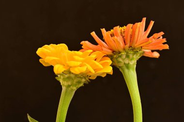 koyu arkaplanda turuncu kadife çiçekleri 