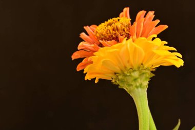 koyu arkaplanda turuncu kadife çiçekleri 