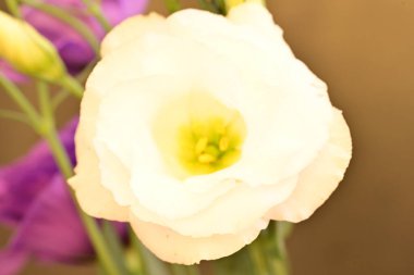 Güzel bir buket Eustoma çiçeğini kapat.