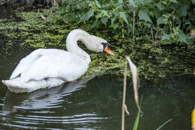 Beyaz Kuğu gölde yakın çekim 