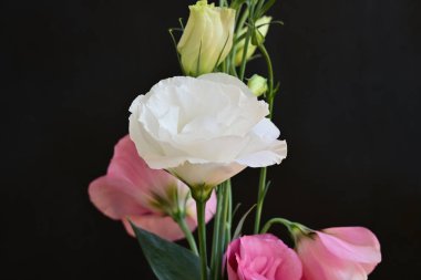 Koyu arkaplanda güzel Eustoma çiçekleri 