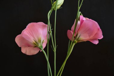 Koyu arkaplanda güzel Eustoma çiçekleri 