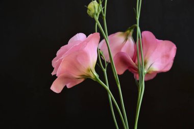 Koyu arkaplanda güzel Eustoma çiçekleri 